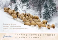Calendrier Le Bon Berger  - cartes postales