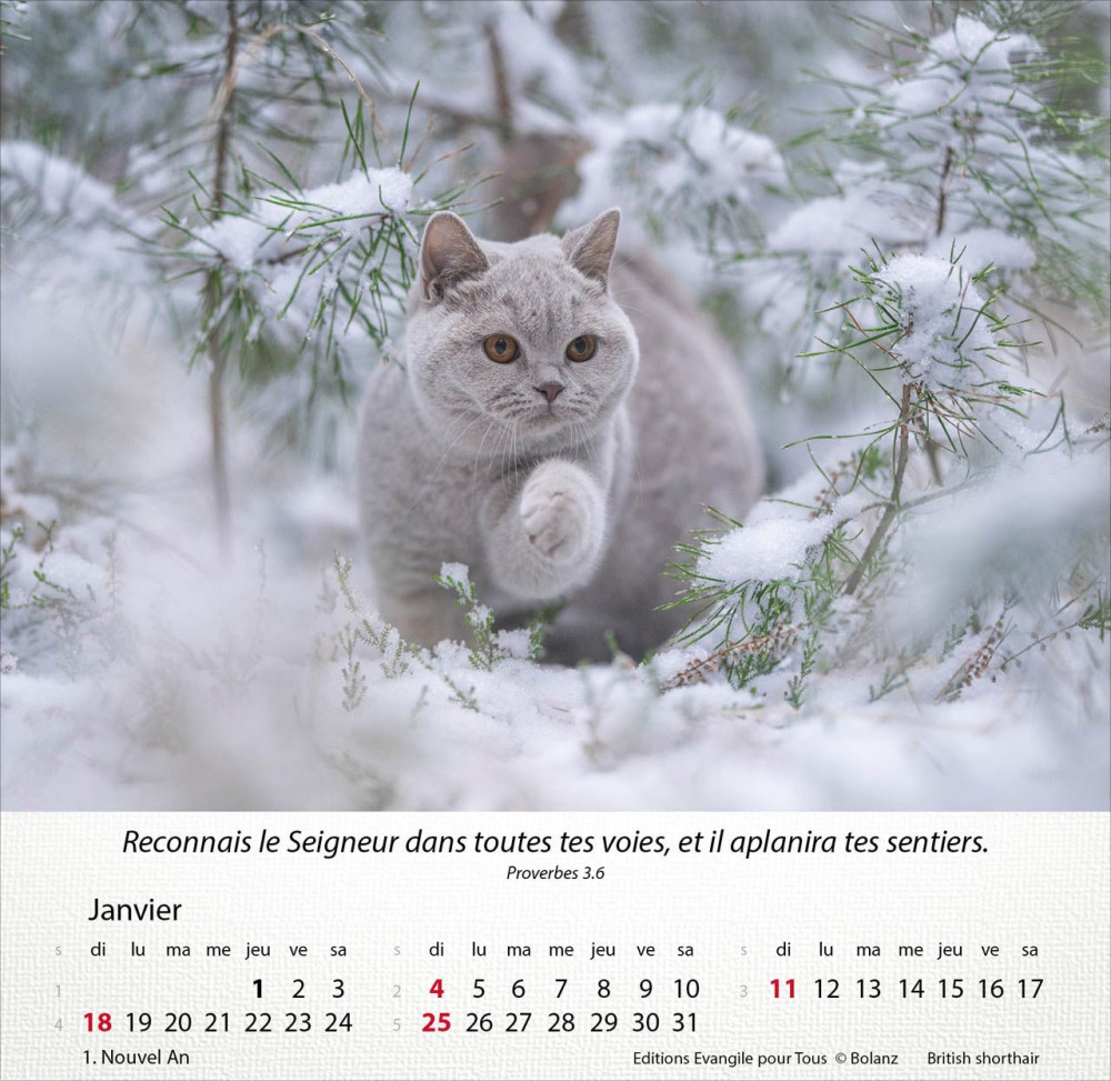 Calendrier Chats - Merveilles de la création