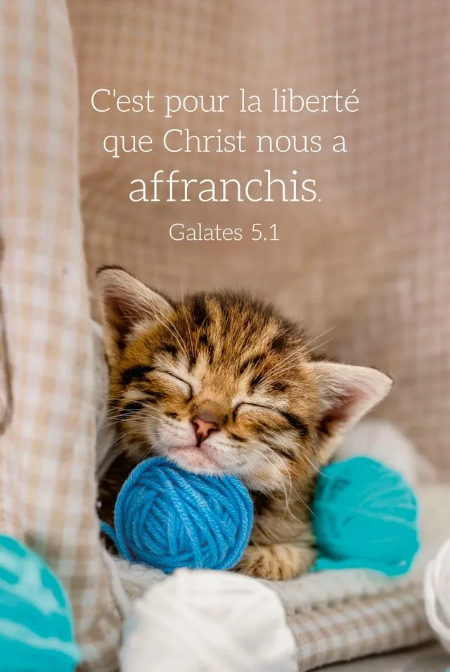 Calendrier format carte de crédit - Chat