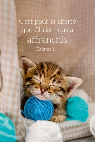 Calendrier format carte de crédit - Chat