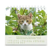 Calendrier  Les chats - petit format