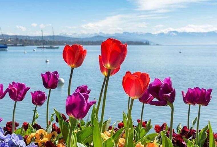  Printemps avec P, comme... 